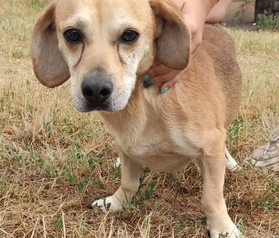 Sleepy ♥ vermittelt ♥