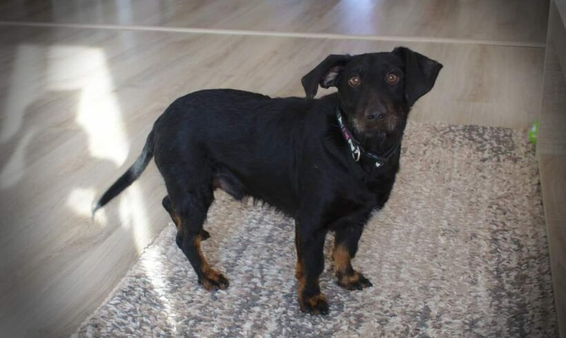 Kefir 2 +++vermittelt in Ungarn+++