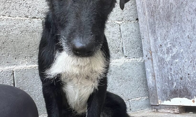 Fasirt ♥vermittelt♥