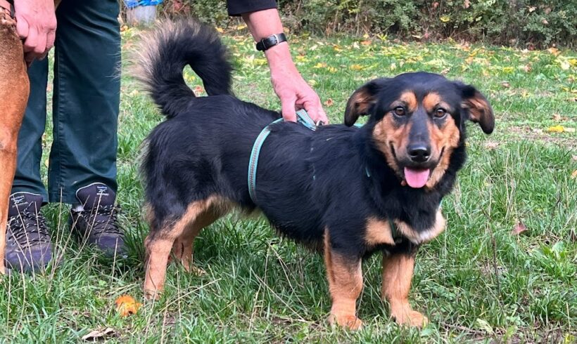 Paula (Joker 4) ♥ Auf PS in 91056 Erlangen ♥ vermittelt ♥