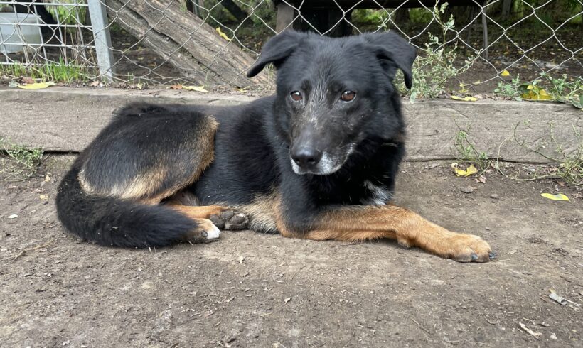 Szilas +++vermittelt an das Tierheim in 35683 Dillenburg+++ Danke J. Oetzel für die Trapo-Patenschaft :-* (25.2.23)