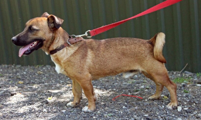 Mickey •vermittelt•