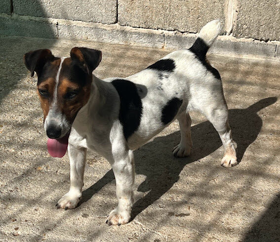 Milka 4 •vermittelt•