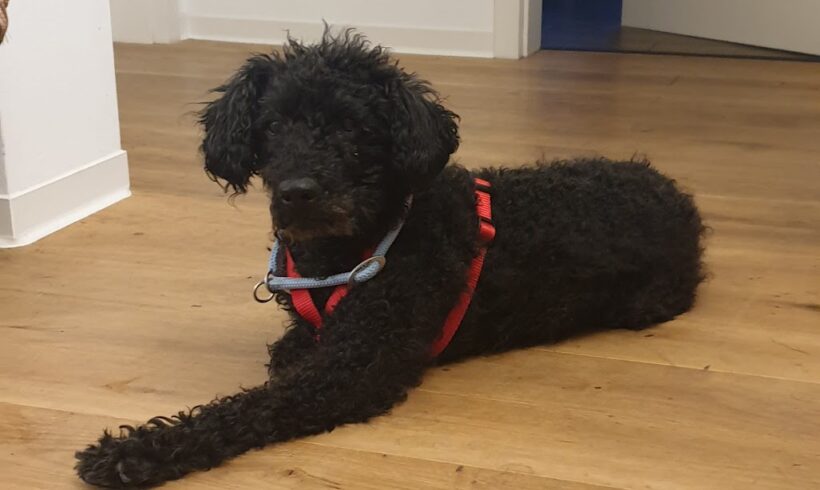 Macso 2 ♥ Auf PS in 75433 Maulbronn ♥ vermittelt ♥