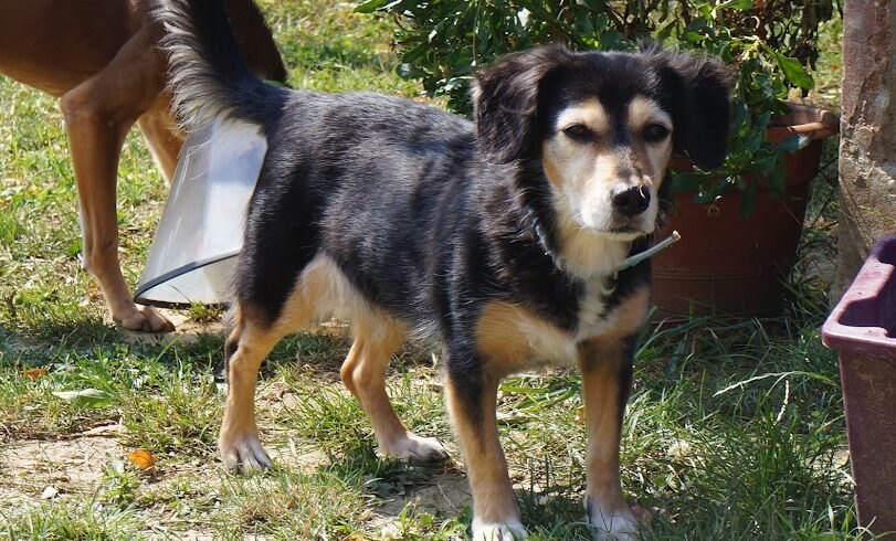 Bandi 2 !Ausreise- und Transportpaten gefunden! Danke Frau A. Dreher ♥vermittelt an Caesars Animal Club♥