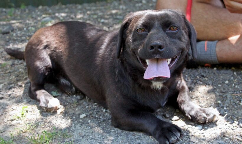 Elvis •vermittelt•