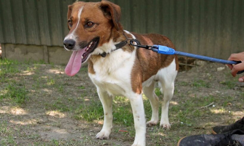 Jimmy 2 •vermittelt•