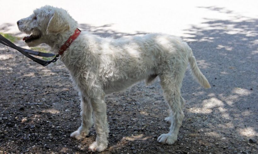 Kokusz 2 •vermittelt•