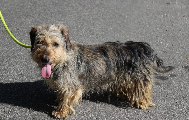 Luxi •vermittelt•