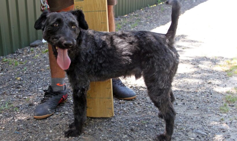 Pako 3•vermittelt•