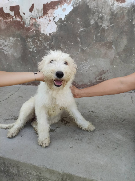 Bogi 9 ♥ vermittelt an „Nothilfe für Hunde“ in Österreich ♥