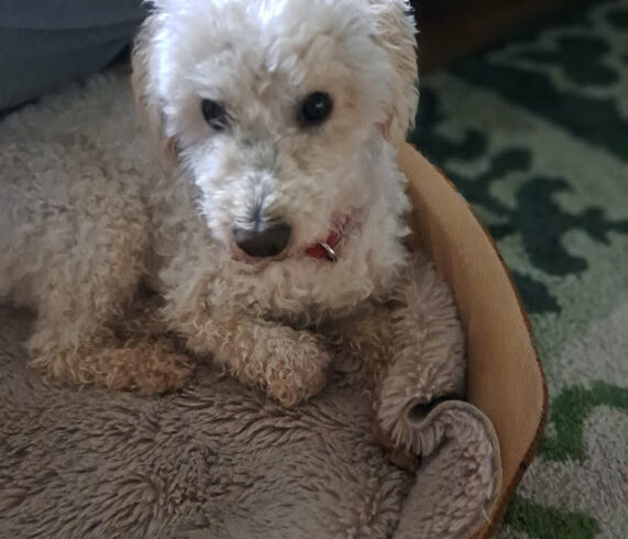 Robi ♥ Auf Pflegestelle in 91459 Markt Erlbach ♥ vermittelt ♥