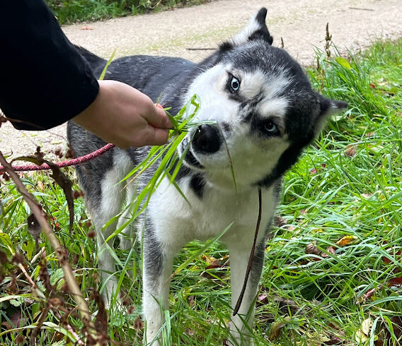 Arnyek -vermittelt in Ungarn –