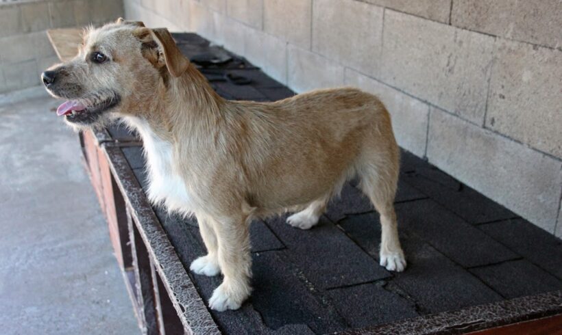 Macko 3 •vermittelt•