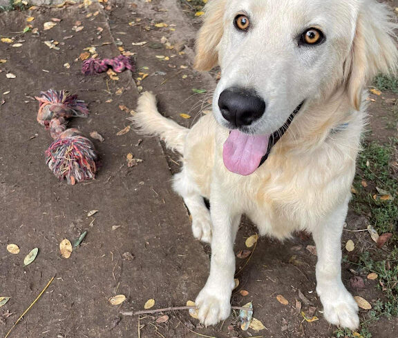 Simon 2 ♥ vermittelt ♥