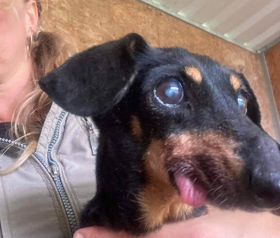 Agatha 😢 wurde vom Besitzer wieder abgeholt