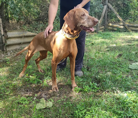 Rezi 2 ♥ vermittelt an Vizsla in Not in Ungarn ♥