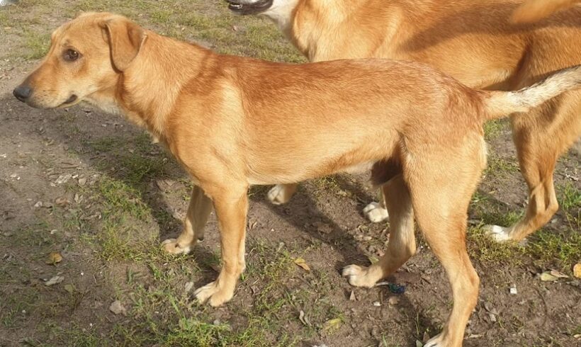 Sarmos – vermittelt in Ungarn-