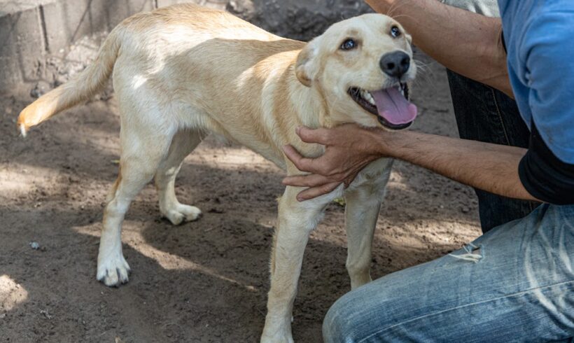 Mandula ♥ vermittelt an „Nothilfe für Hunde“ in Österreich ♥