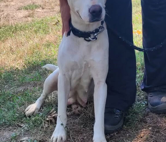 Csilla- vermittelt in Ungarn-