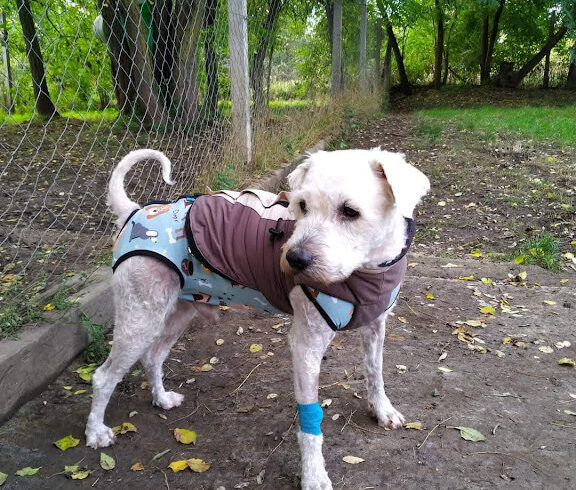 Bundi 3 – vermittelt in Ungarn ♥