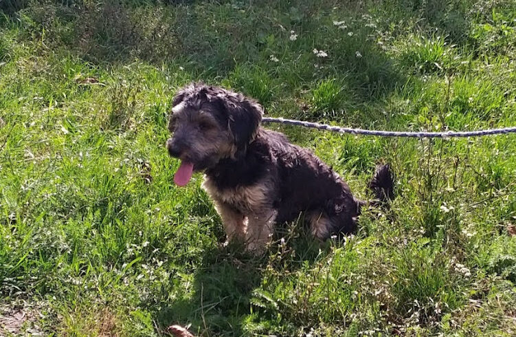 Sancho ♥ vermittelt ♥