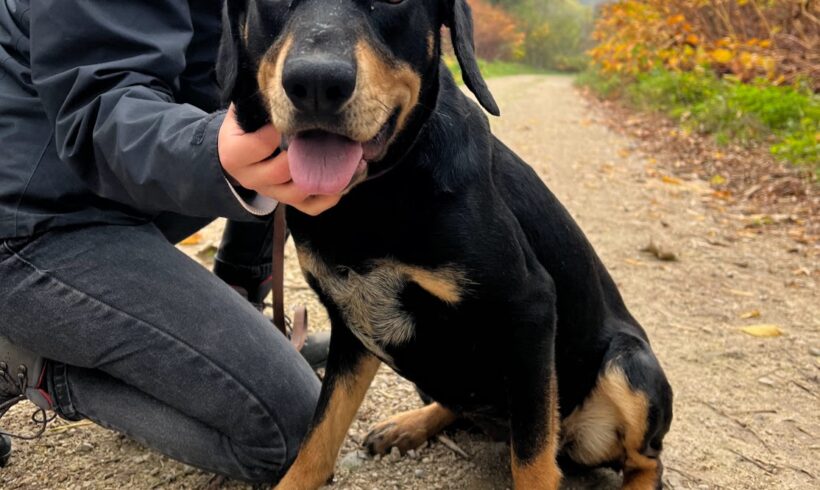 Bella 12 •vermittelt•