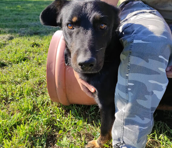 Bajusz 3 ♥ vermittelt an “ Nothilfe für Hunde “ in Österreich ♥