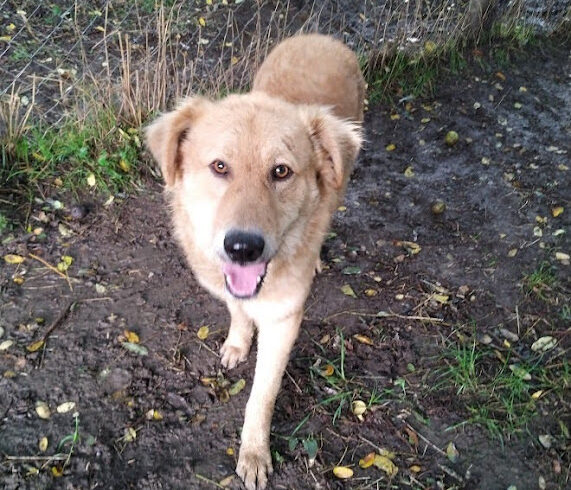 Berci 7 – vermittelt an Caesarsanimalclub e.V. – 1/2 Transportpaten Danke Fr. G. Young :-*