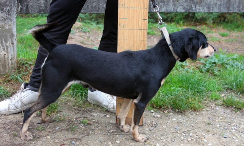 Cukorborso •vermittelt•