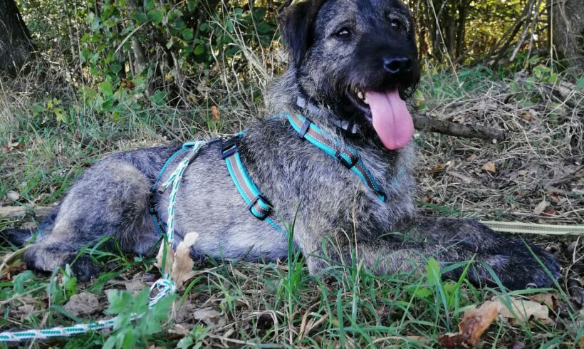 Golyo 3 auf Pflegestelle in 95502 Himmelkron +++vermittelt+++