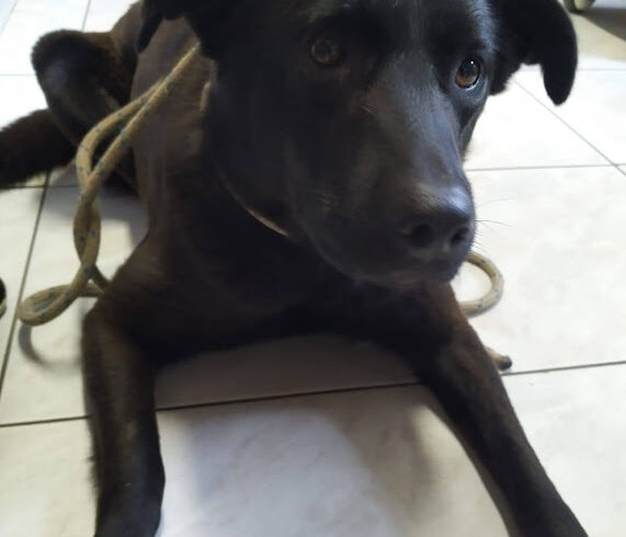 Detti – wird vom Tierheim in 35683 Dillenburg übernommen – Danke an S. Schulz für die Transportpatenschaft :-* (25.02.2023)