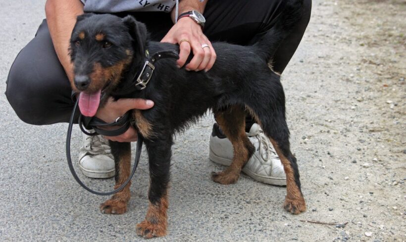 Mogyi 4 ++ vermittelt ++