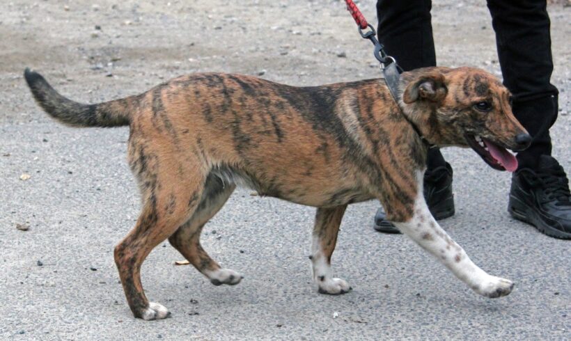 Biborka •vermittelt•