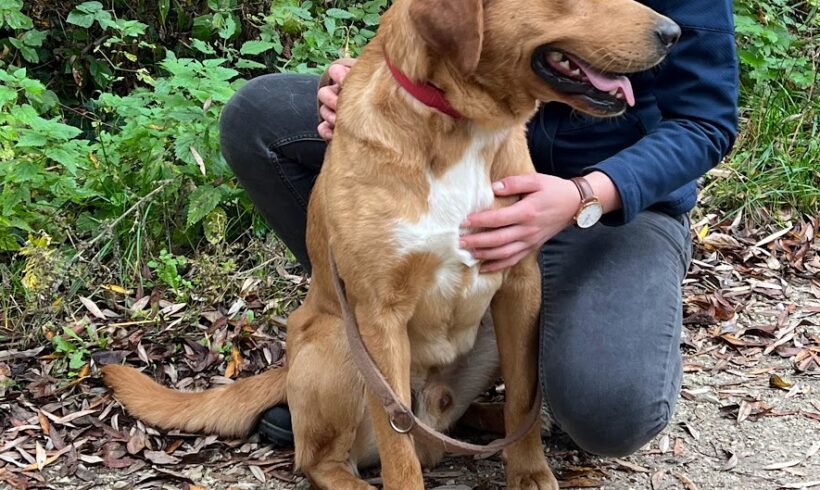 Bonifac •vermittelt•