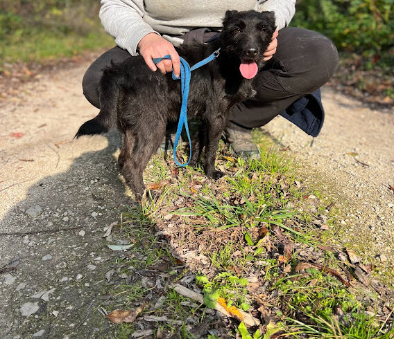 Csöpi 6 •vermittelt•