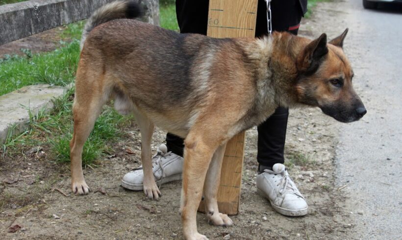 Csücsü •vermittelt•