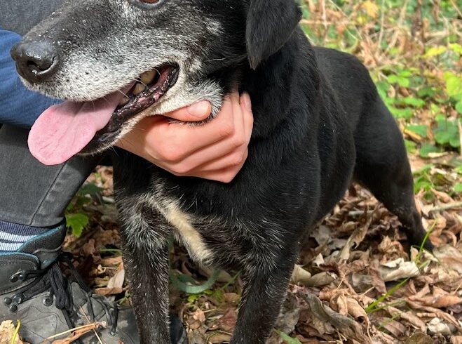 Hugo 2 +++vermittelt an Nothilfe für Hunde – Österreich+++