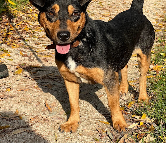 Josi +++vermittelt an Nothilfe für Hunde in Österreich+++