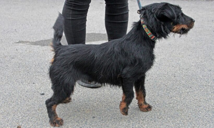 Lili 11 •vermittetlt•