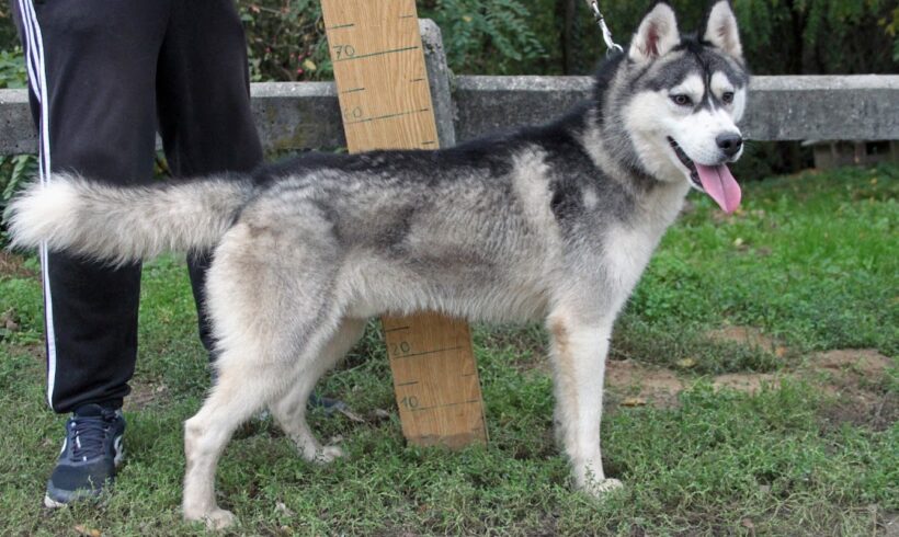 Pascal ♥ vermittelt nach Schweden♥ (reist im Juli 2023)