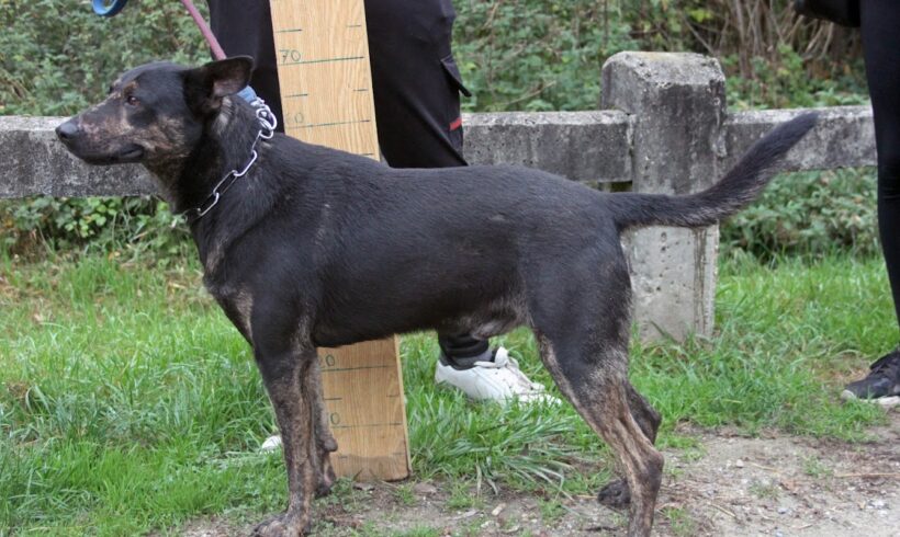 Scavo •vermittelt• ! Notfall !