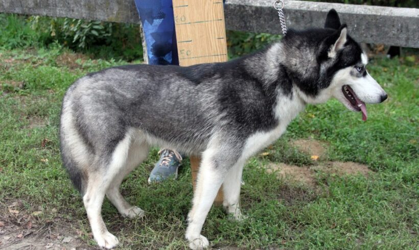 Sissy 4 •vermittelt•