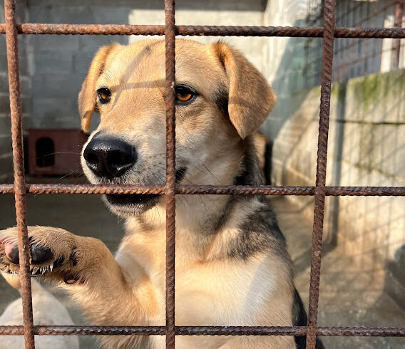 Tappancs 7 •vermittelt•