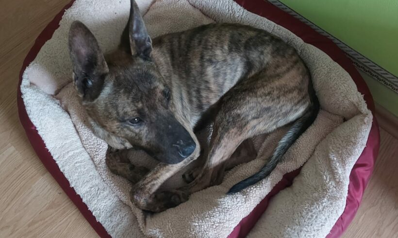 Tiger +++vermittelt an Nothilfe für Hunde (Österreich+++