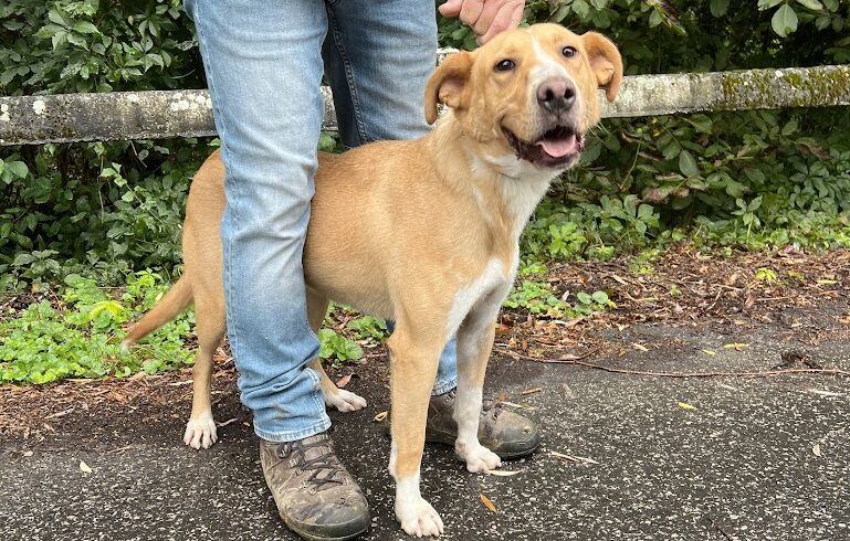 Zsemle 3 ♥ vermittelt ♥