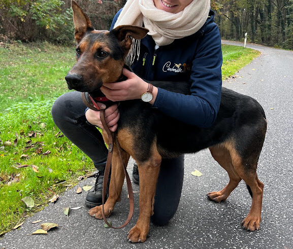 Zseton •vermittelt•