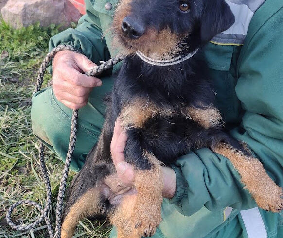 Csoki 7 ♥ vermittelt ♥