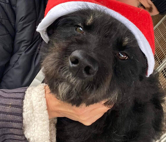 Pepe 4 ♥ vermittelt ♥