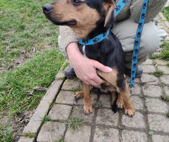 Pall Mall ♥ vermittelt an “ Nothilfe für Hunde“ in Österreich ♥